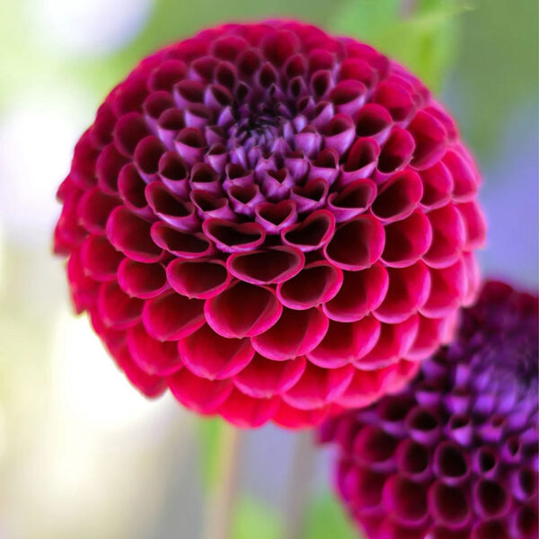 Ivanetti Dahlia