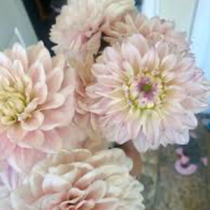 Silver Years Dahlia