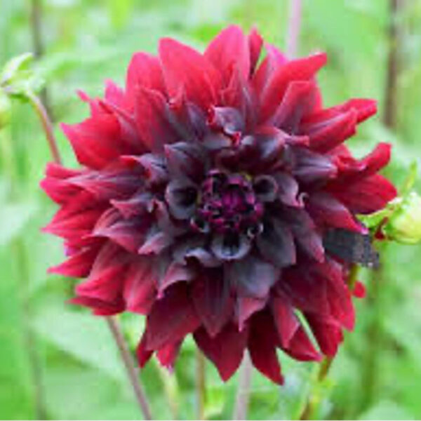 Rip City Dahlia